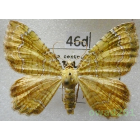 Camptogramma bilineata (Linnaeus, 1758) Slovakia46d